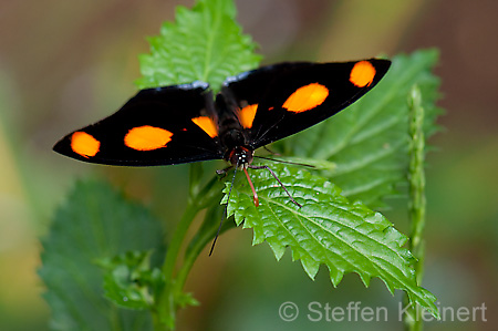 180 Feinschmecker - Catonephele numila